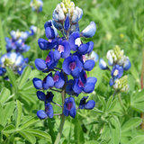 LUPINUS texensis (Texas Bluebonnet)