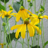 RUDBECKIA laciniata (Cutleaf Coneflower)