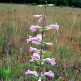 PENSTEMON grandiflorus (Shell-Leaf Penstemon)