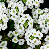 Lobularia Maritima 'Carpet of Snow' (Sweet Alyssum, Dwarf White - Carpet of Snow)