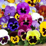 Viola wittrockiana 'Swiss Giants' (Pansy, Mixed)