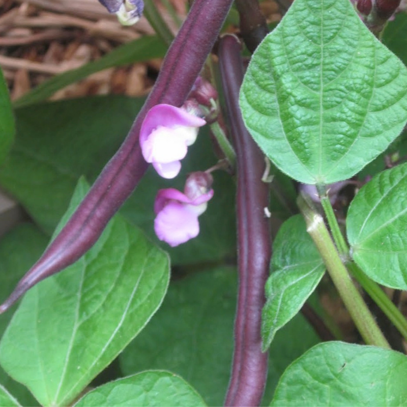 Royal Burgundy Green, Bush Bean (Phaseolus vulgaris)