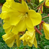 OENOTHERA lamarckiana (Common Evening Primrose)