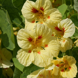 Tropaeolum nanum 'Peach Melba' (Nasturtium, Dwarf - Peach Melba) - Fresh Stock Expected June 2024