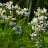 PYCNANTHEMUM virginianum (Mountain Mint, Virginia)