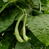 Contender Green, Bush Bean (Phaseolus vulgaris)