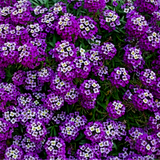 LOBULARIA Maritima 'Royal Carpet' (Sweet Alyssum, Dwarf Purple - Royal Carpet)