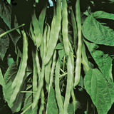Romano, Pole Bean (Phaseolus vulgaris)