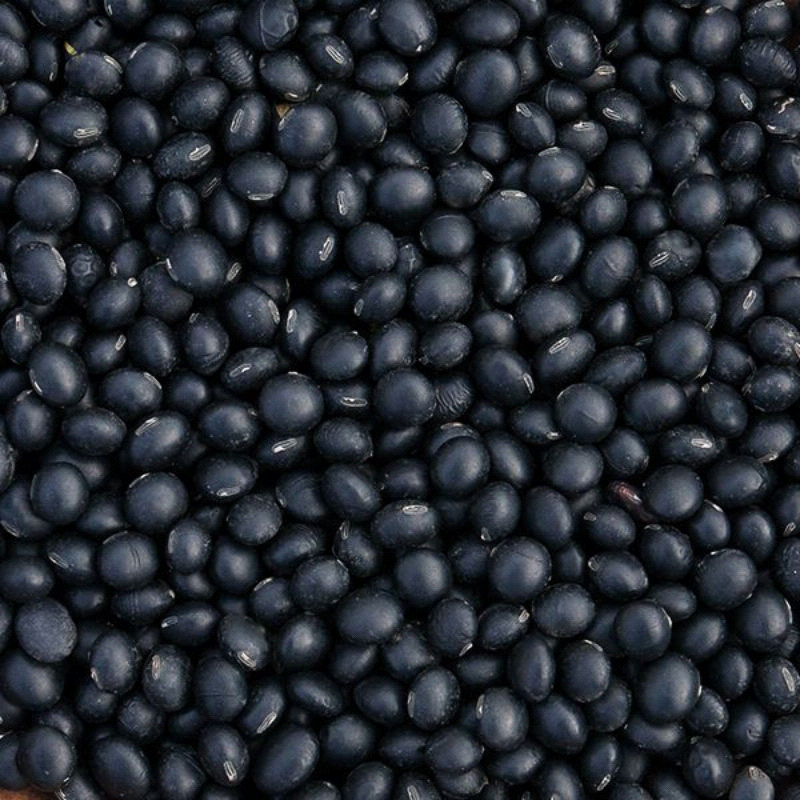 Japanese Black Daizu, Edamame Bean (Glycine max)