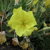 OENOTHERA missouriensis (Dwarf Evening Primrose)