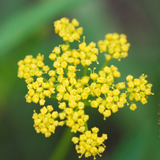 ZIZIA aurea (Golden Alexander)