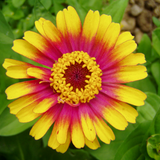 ZINNIA elegans 'Sombrero' (Zinnia, Bi-colored - Sombrero)