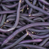 Royal Burgundy Green, Bush Bean (Phaseolus vulgaris)