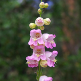 PENSTEMON palmeri (Palmer Penstemon)