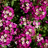 LOBULARIA Maritima (Sweet Alyssum, Dwarf Pink)