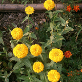 ZINNIA elegans elegans 'Canary Bird'  (Zinnia, Yellow - Canary Bird)