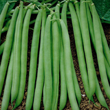 Contender Green, Bush Bean (Phaseolus vulgaris)