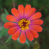 ZINNIA elegans 'Cherry Queen' (Zinnia, Red - Cherry Queen)