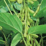 Midori Giant, Edamame Bean (Glycine max)