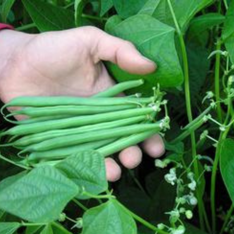Slenderette Green, Bush Bean (Phaseolus vulgaris)