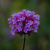 VERBENA bonariensis (Purpletop Vervain)