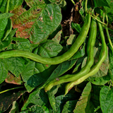 Dark Red Kidney , Bush Bean (Phaseolus vulgaris)