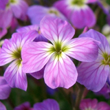 MALCOLMIA maritima (Virginia Stock)