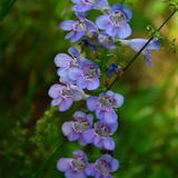 PENSTEMON strictus (Rocky Mountain Penstemon)