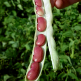 Dark Red Kidney , Bush Bean (Phaseolus vulgaris)