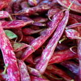 Dwarf Horticultural Taylor, Bush Bean (Phaseolus vulgaris)