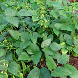 Henderson Bush, Lima Bean (Phaseolus lunatus)