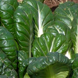 Tat Soi Chinese Cabbage, Spoon Mustard (Brassica rapa)