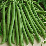 Tenderette Green, Bush Bean (Phaseolus vulgaris)