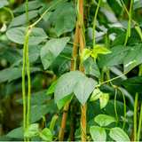 Yardlong, Pole Bean (Vigna unguiculata)