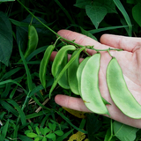 Henderson Bush, Lima Bean (Phaseolus lunatus)