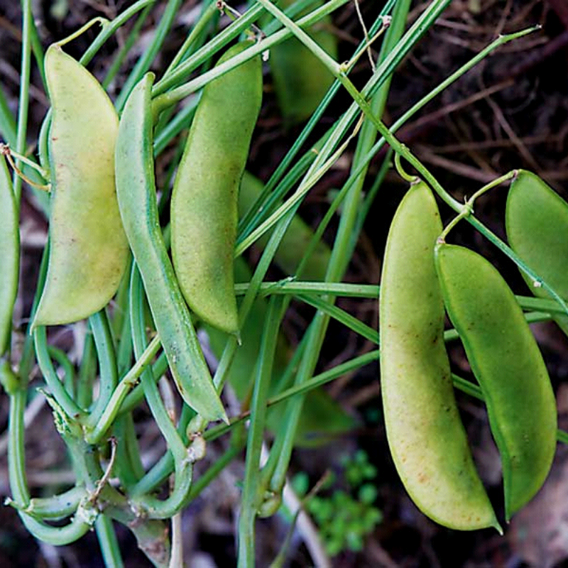 Jackson Wonder Butterbean, Lima Bean (Phaseolus lunatus)