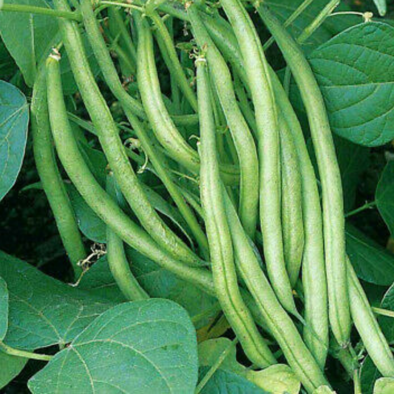 Tendergreen Improved Green, Bush Bean (Phaseolus vulgaris)