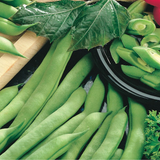 Tendergreen Improved Green, Bush Bean (Organic) (Phaseolus vulgaris)