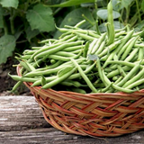 Harvester  Green, Bush Bean (Phaseolus vulgaris)