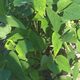 White Dixie Butter Pea, Lima Bean (Phaseolus lunatus)