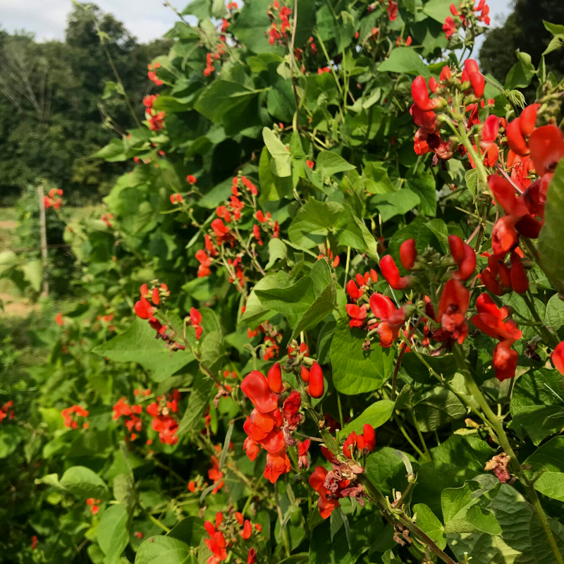 Scarlet Emperor, Runner Bean (Phaseolus vulgaris)