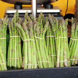 Asparagus UC-157 F2 (Asparagus officinalis)