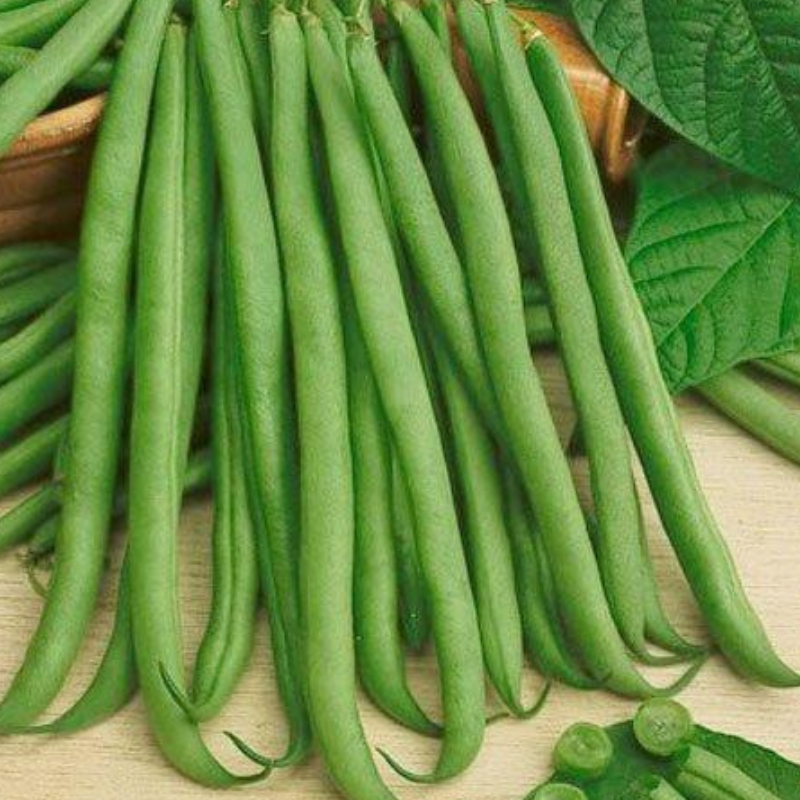 TopCrop, Bush Bean (Phaseolus vulgaris)
