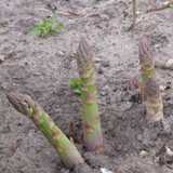 Asparagus UC-157 F2 (Asparagus officinalis)