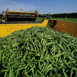 Harvester  Green, Bush Bean (Phaseolus vulgaris)