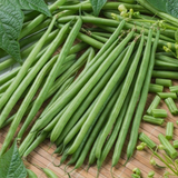 TopCrop, Bush Bean (Phaseolus vulgaris)