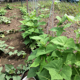 State Half , Runner Bean (Phaseolus vulgaris)