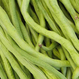 California Blackeye,  Cowpea (Vigna unguiculata)