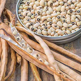 California Blackeye,  Cowpea (Vigna unguiculata)