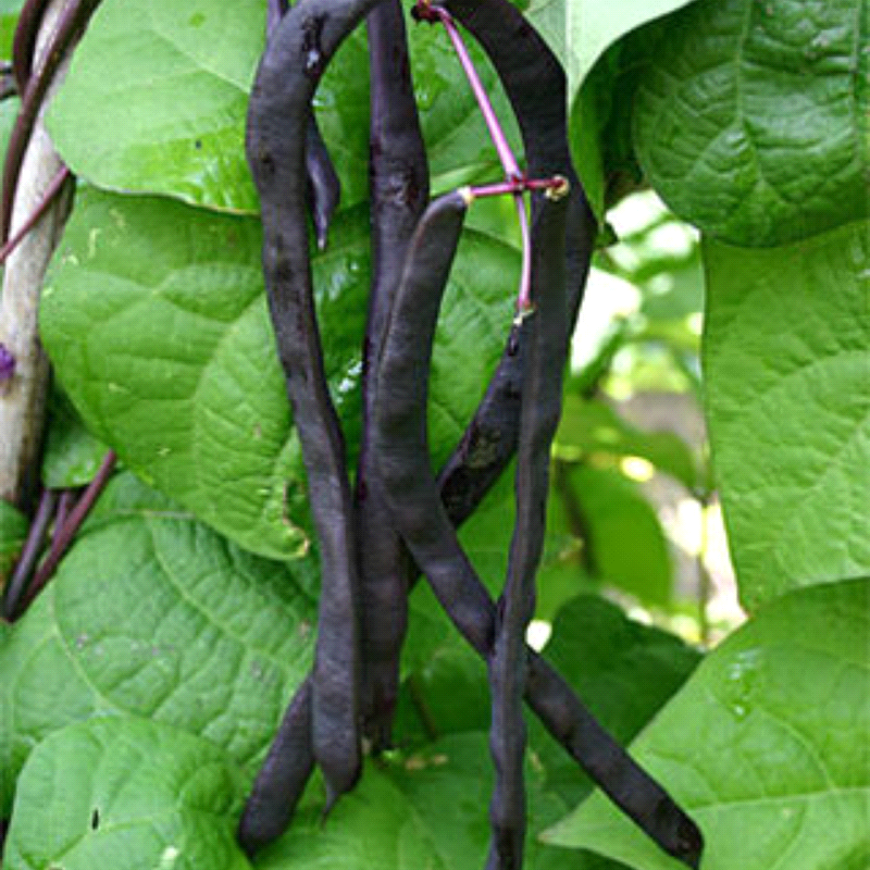 Dow Purple Pod, Pole Bean  (Organic) (Phaseolus vulgaris)